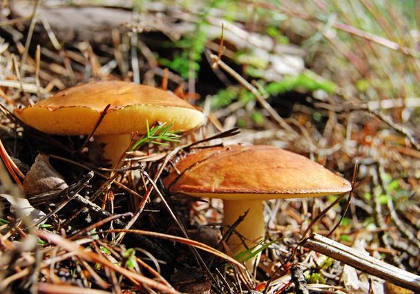 Ядовитые грибы. Первая помощь при отравлении