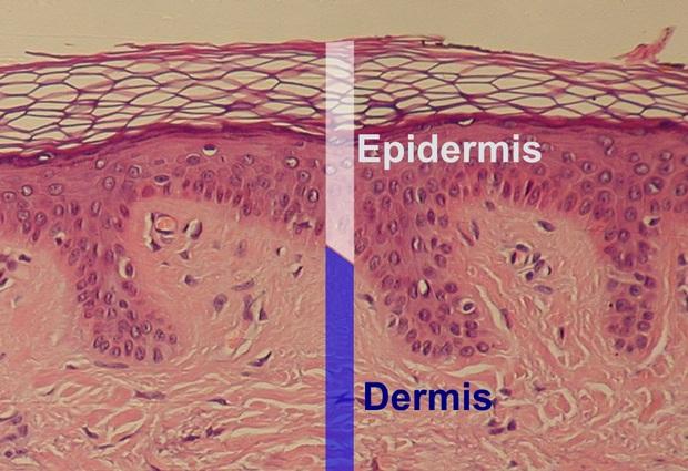 Эпидермис кожи: строение защитной «оболочки»