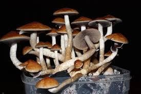 Галлюциногенные грибы: Лечение и реабилитация