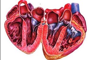 Классификация кардиомиопатий