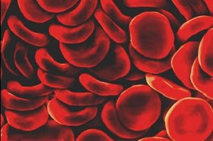 Лейкоциты крови