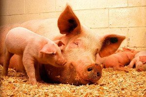 Вспышка свиного гриппа на продуктовых ярмарках