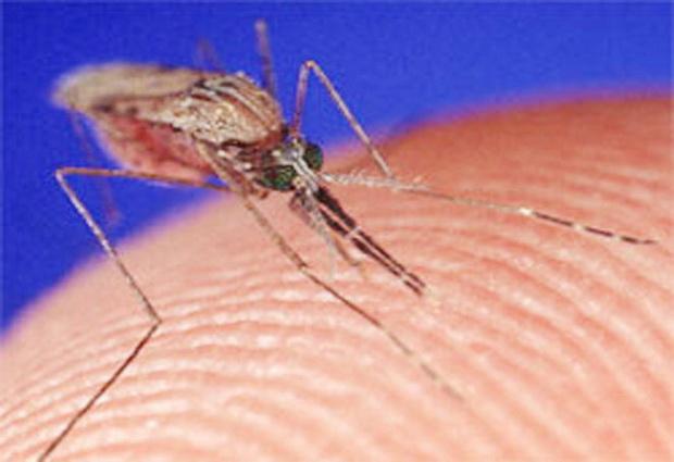 Ученые создадут протеины, контролирующие распространение малярии