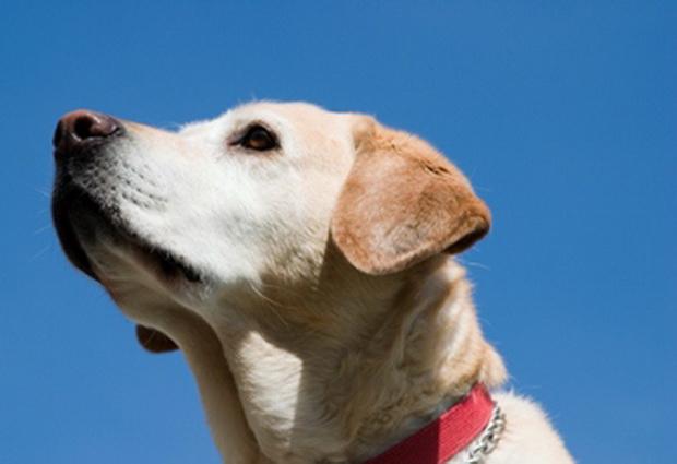 Рак яичников может быть определен собаками