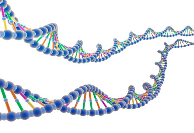 Ученые заявили, что только 8% ДНК содержит важную информацию
