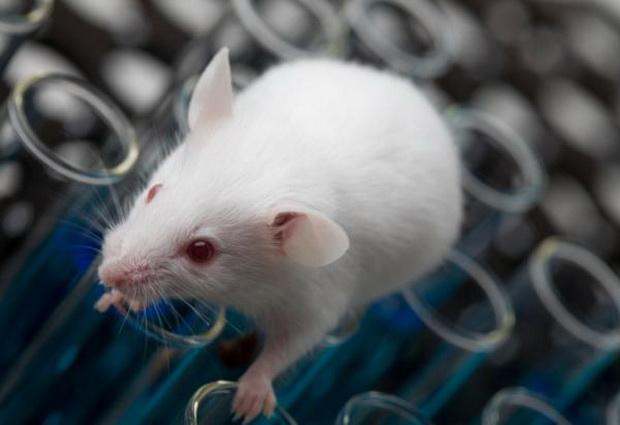 Исход травм позвоночника среди крыс был улучшен при помощи нового препарата китайской традиционной медицины