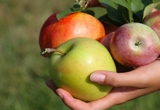 Ежедневное употребление яблок спасет от сердечного приступа
