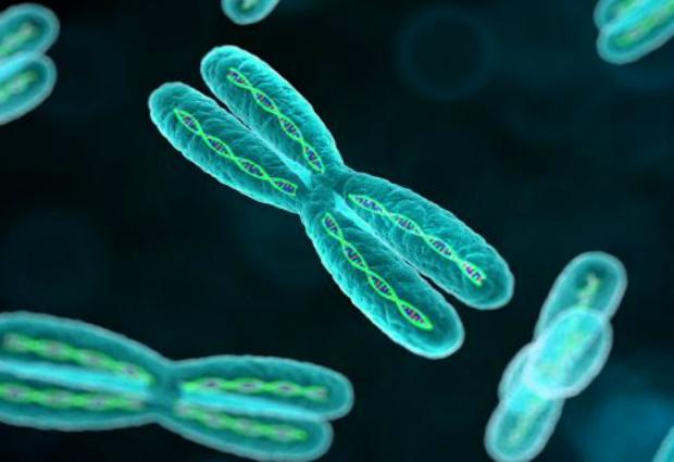 Y-хромосома не исчезнет, подтвердили ученые