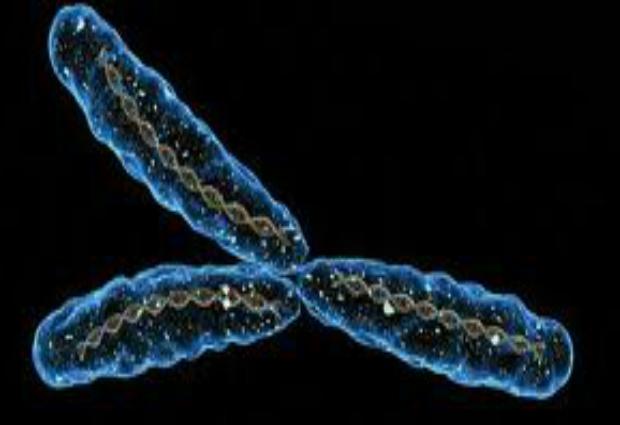 Мужскую Y-хромосому можно заменить всего двумя генами