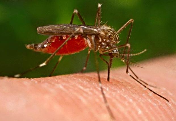 Учеными разработана универсальная вакцина от малярии
