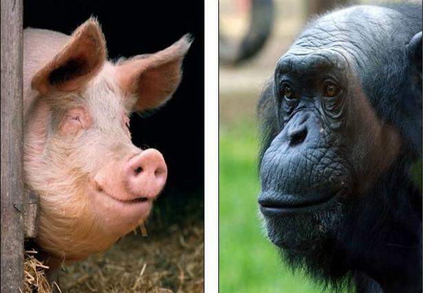 Сенсация: человек является плодом любви свиньи и шимпанзе