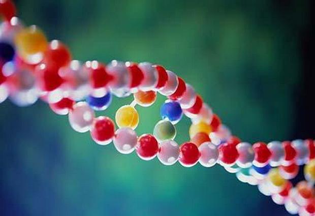 Доказано – при помощи генной терапии можно прожить дольше