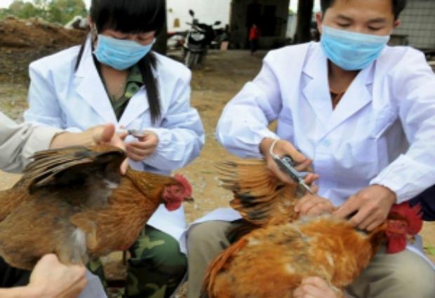Китайскими учеными разработана вакцина против гриппа H7N9