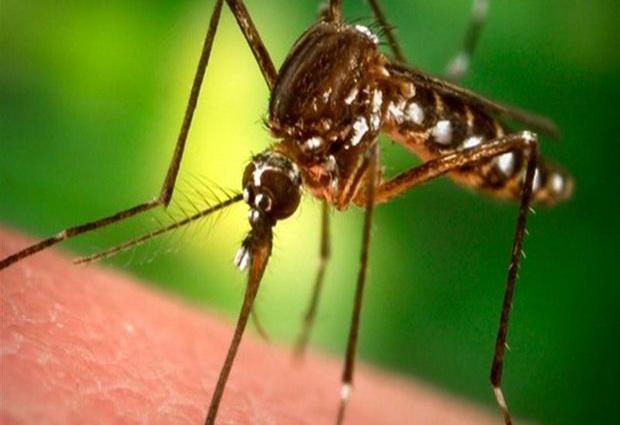 Малярию можно будет обнаружить на раннем этапе при помощи недорогого портативного устройства