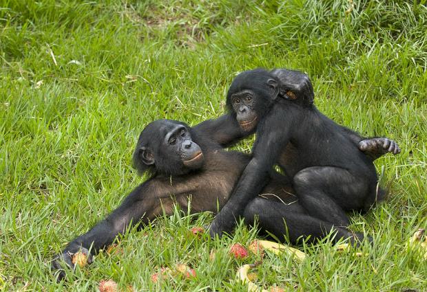 У детей-сирот и бонобо схожие проблемы в общении