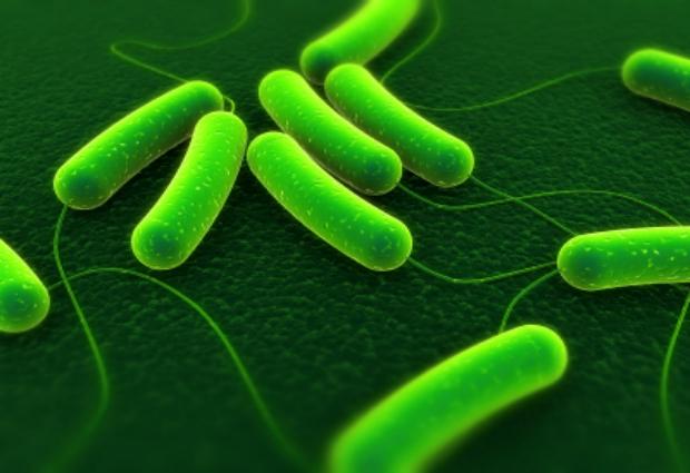 Ученые нашли в кишечнике родственников микроскопических  водорослей