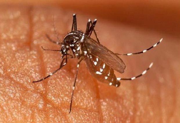 Ученые смогут контролировать распространение малярии