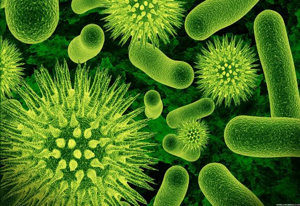 Учеными обнаружен новый вирус в микрофлоре кишечника