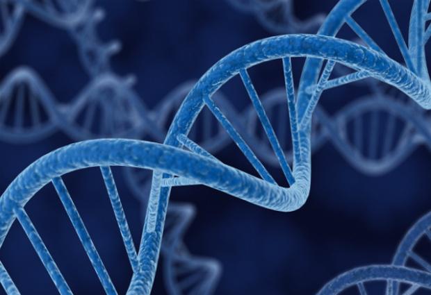 Ученые обнаружили ген, отвечающий за интеллект