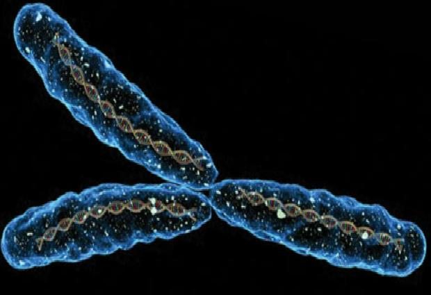 Ученые рассказали как Y-хромосома влияет на риск смерти мужчин