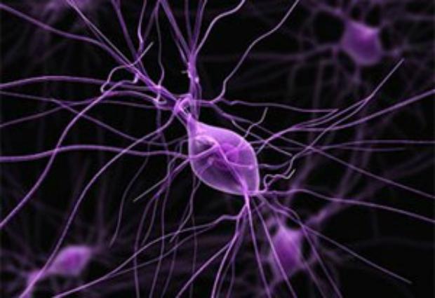 Ученые заявили, что нервные клетки можно восстановить