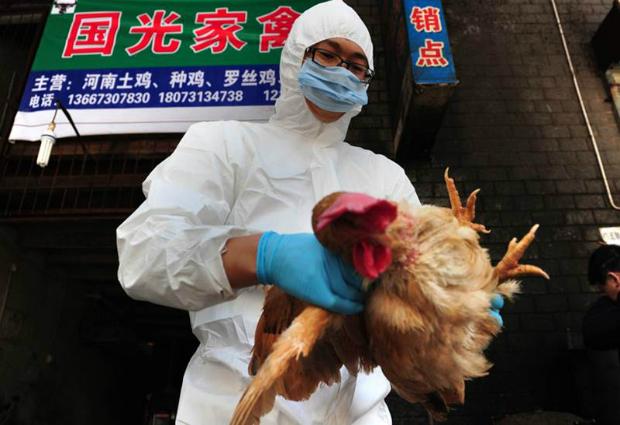 В Канаде зарегистрирована первая смерть от птичьего гриппа