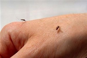Тропическую лихорадку будут лечить с помощью комаров-мутантов