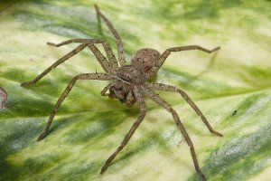 Ученые выяснили причину, по которой большинство пауков кусает людей