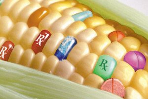 Новое исследование подтвердило вред ГМО