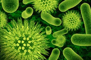 Микробы могут чувствовать запахи