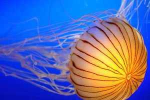 Обнаружены возможные методы лечения укусов смертоносных медуз