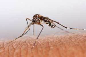 Женщину парализовало после укуса комара