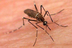 Эксперты провели тройную оценку инфекционной лихорадки денге в мире