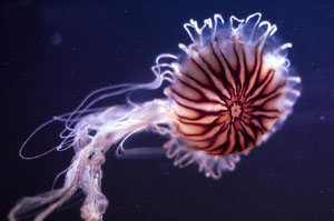 Жители морских глубин помогут диагностировать рак на ранней стадии