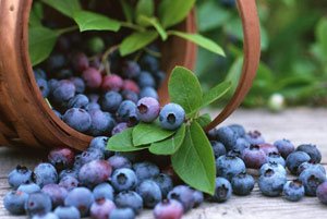 Секрет похудения – ягоды черники