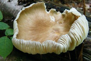Паразитический гриб лечит рак предстательной железы