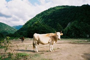 Коровы способны давать женское молоко