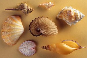 Морские моллюски помогут спасти человечество от рака