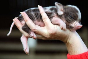 Свиньи помогут мужчинам избавиться от лысин