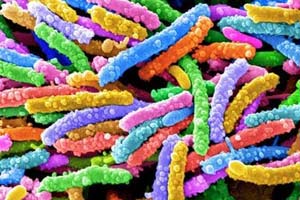 Ученые открыли новый вид плотоядных бактерий
