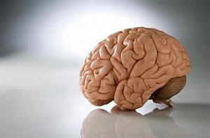 Головной мозг способен к омоложению