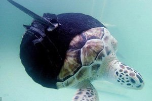 Сможет ли черепаха-инвалид плавать с протезами плавников?