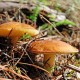Ядовитые грибы. Первая помощь при отравлении