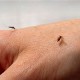 Тропическую лихорадку будут лечить с помощью комаров-мутантов
