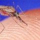 Ученые создадут протеины, контролирующие распространение малярии