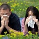 До 75% астматиков страдают от аллергии, говорят исследователи