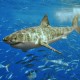 Учеными найдено генетическое сходство человека и акулы