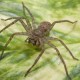 Ученые выяснили причину, по которой большинство пауков кусает людей