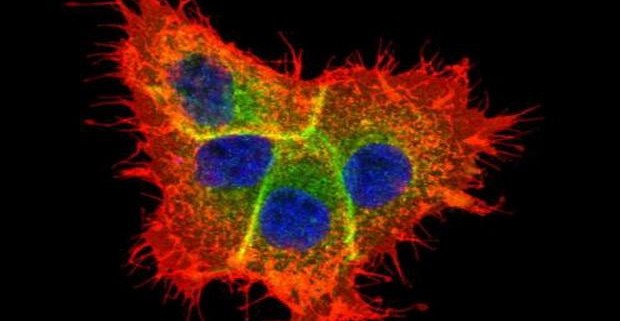 Неожиданное взаимодействие двух протеинов, связанных с раком, может помочь в персонализированной онкотерапии