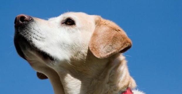 Рак яичников может быть определен собаками